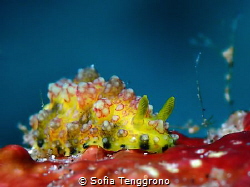 Phyllidiopsis cardinalis by Sofia Tenggrono 
